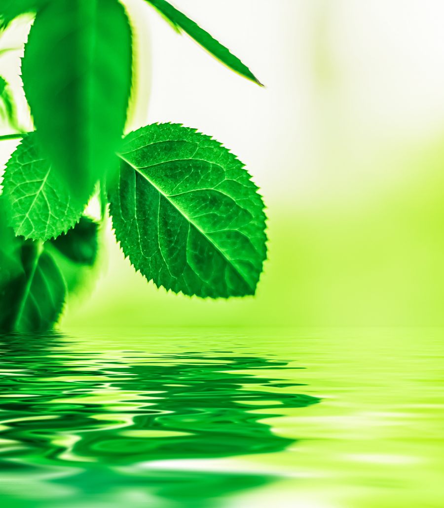 Bright green leaves above rippling water